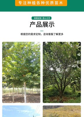 10-30公分丛生胡柚树批发 小苗基地 园林绿化 选择博利农林